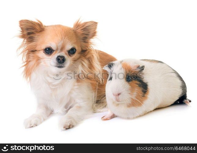 guinea pig and chihuahua in front of white background