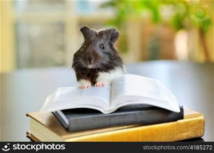 guinea pig reading
