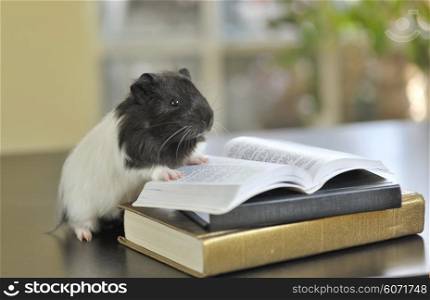 guinea pig reading books