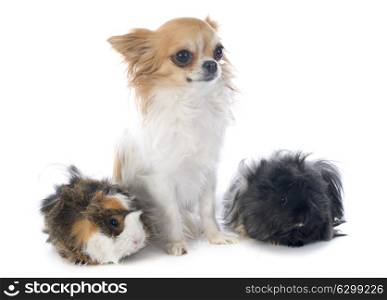 guineal pig and chihuahua in front of white background