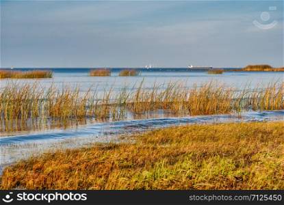 Gulf Coast with a growing cane. Panorama of the river bank in the autumn afternoon