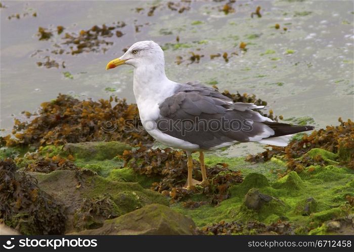 Gull by water