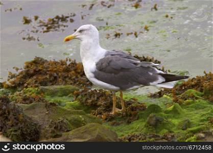 Gull by water