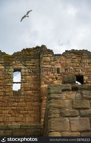 Gull flies above the ruins of a section of the Medieval Tynemouth Priory and Castle in the United Kingdom