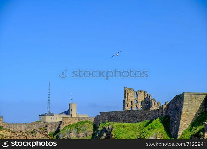 Gull flies above the ruins of a section of the Medieval Tynemouth Priory and Castle in the United Kingdom