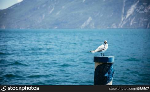 Gull near the ocean, sitting on a wooden needle