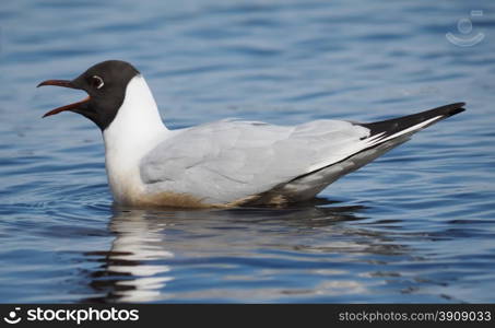 Gull on the lake