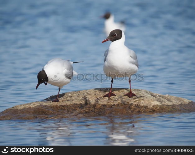 Gull on the lake