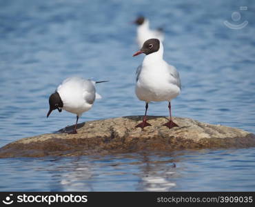 Gull on the lake