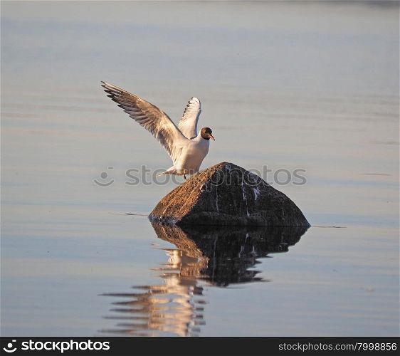 gull on the lake