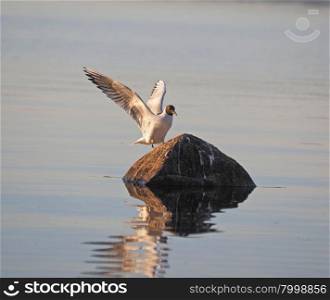 gull on the lake