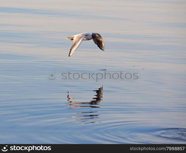 gull on the lake