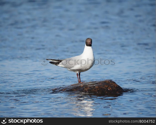 Gull on the lake