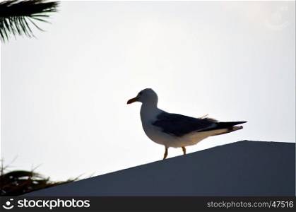 Gull on the roof of a hotel in Crete