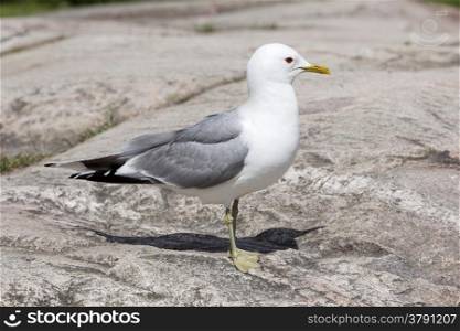 gull standing on rock in the sun