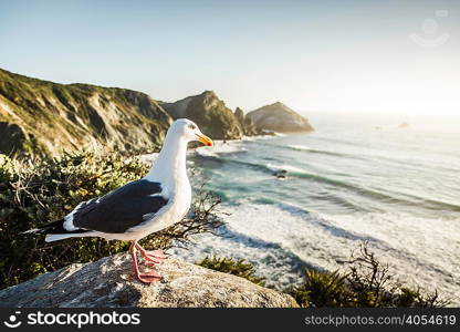 Gull standing on rocks, Big Sur National Park, California, USA