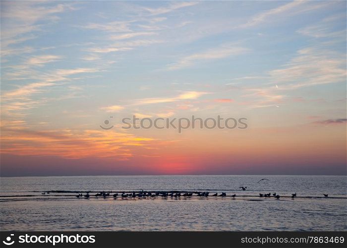 gulla in the sea at sundown off the dutch coast