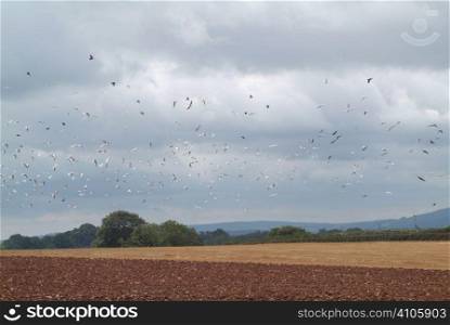 Gulls and crows scared from a ploughed field