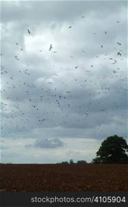 Gulls and crows scared from a ploughed field