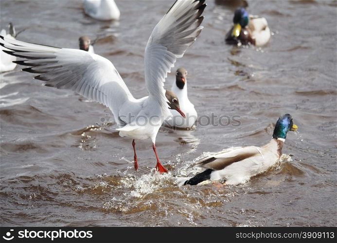 Gulls and duck in fight for food