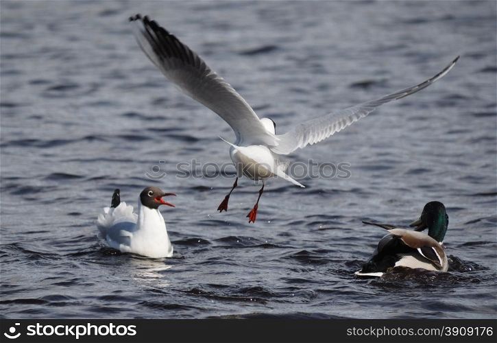 Gulls and duck in fight for food