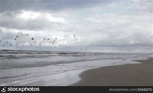 Gulls fly above a sea coast.