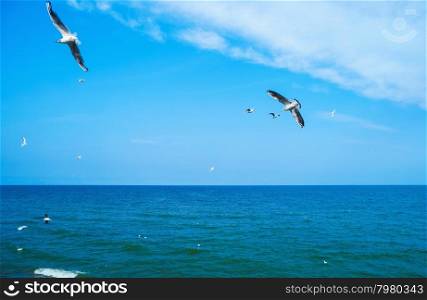 Gulls flying in blue sky over sea. Gulls flying over sea