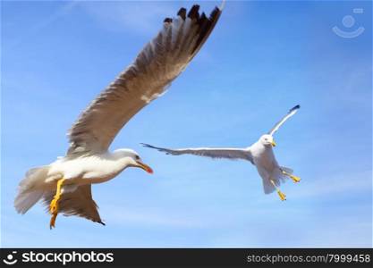 Gulls flying in the blue sky close-up