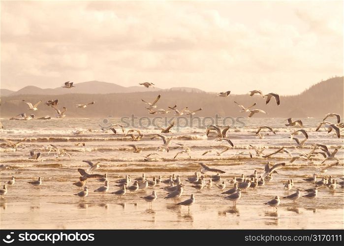 Gulls On An Ocean Beach