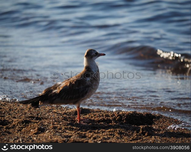 gulls on the lake