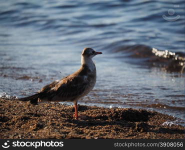 gulls on the lake