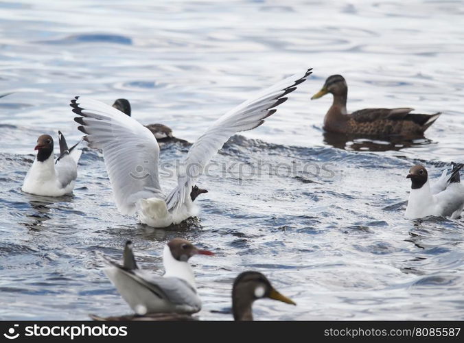 gulls on the lake