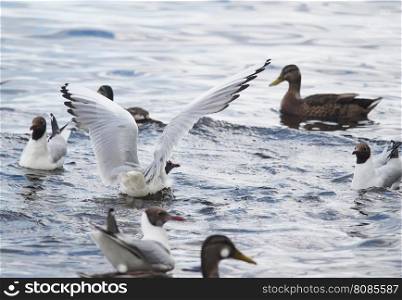 gulls on the lake