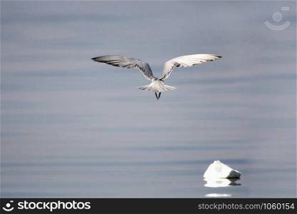 Gulls or seagulls are seabirds of the family Laridae in the sub-order Lari, India