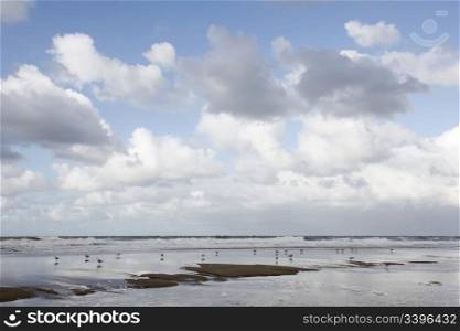 gulls resting near the surf and clouds reflected in wet beach