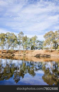 gum or eucalyptus trees reflecting in the river