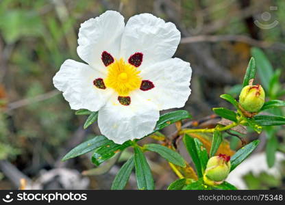 Gum rockrose - Cistus ladanifer - in the heath fields of Alentejo, Portugal