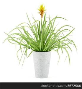 guzmania plant in pot isolated on white background