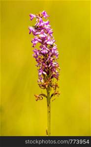 Gymnadenia odoratissima orchid on a meadow in Germany