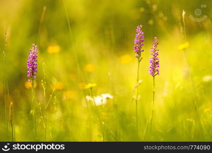 Gymnadenia odoratissima orchid on a meadow in Germany