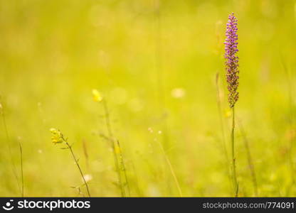Gymnadenia odoratissima orchid on a meadow in Germany