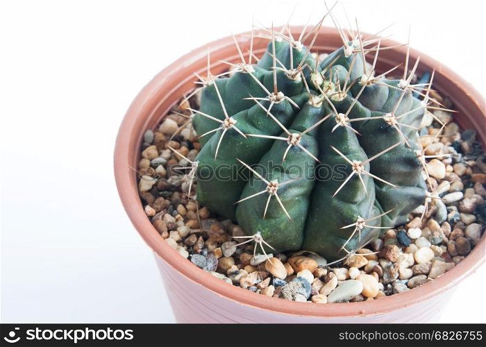 Gymno cactus isolated on white background