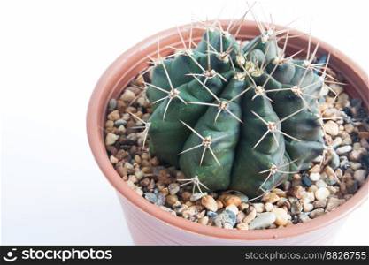 Gymno cactus isolated on white background