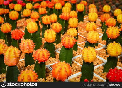 Gymnocalycium cactus / Colorful orange and yellow flowers cactus beautiful in pot planted in the garden nursery farm