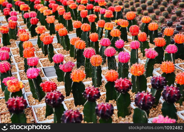 Gymnocalycium cactus / Colorful orange pink and purple flowers cactus beautiful in pot planted in the garden nursery farm