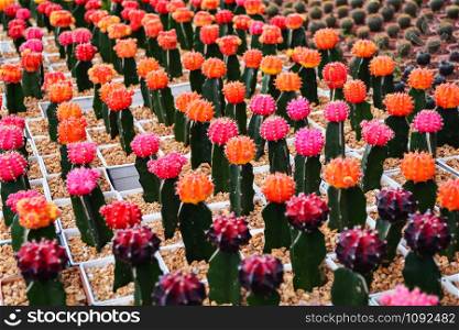 Gymnocalycium cactus / Colorful orange pink and purple flowers cactus beautiful in pot planted in the garden nursery farm