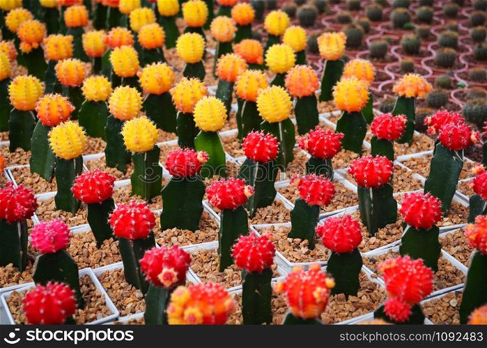 Gymnocalycium cactus / Colorful red and yellow flowers cactus beautiful in pot planted in the garden nursery farm
