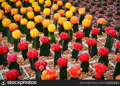 Gymnocalycium cactus / Colorful red and yellow flowers cactus beautiful in pot planted in the garden nursery farm