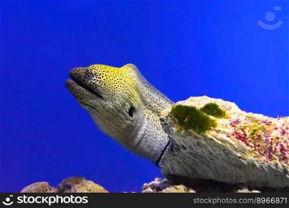 Gymnothorax kidako or kidako moray fish swimming out of its hiding place in aquarium, oceanarium pool with coral reef