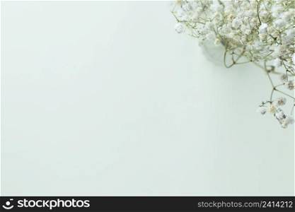 Gypsophila flowers on green pastel background, Minimalism, Spring flower blosssom concept, Flat lay, top view, copy space